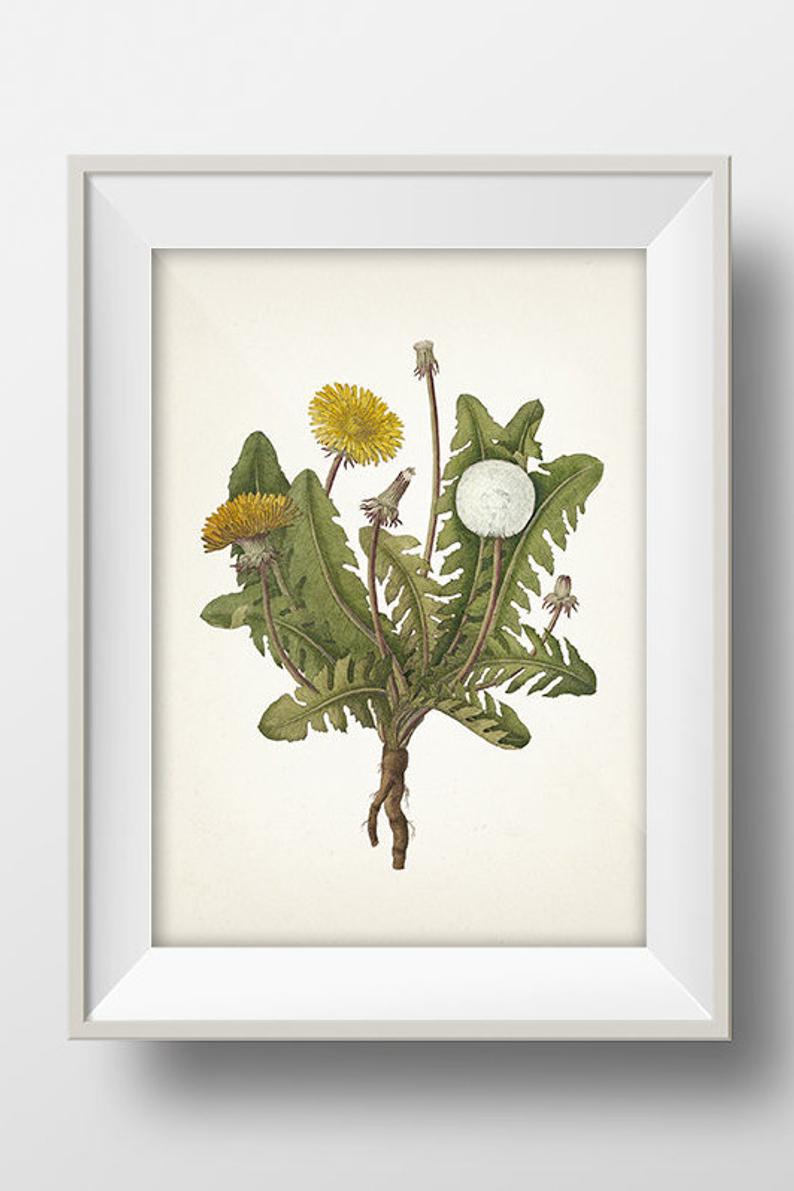 794x1191 Dandelion Drawing Fl Fine Art Print Of A Vintage Etsy - Dandelion Drawing