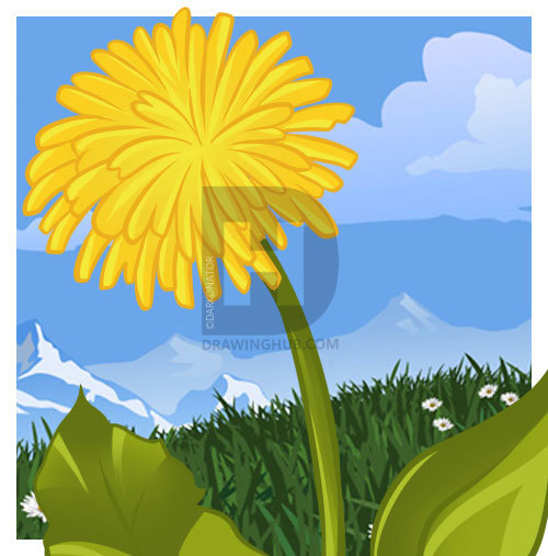 500x507 How To Draw A Dandelion, Step - Dandelion Drawing