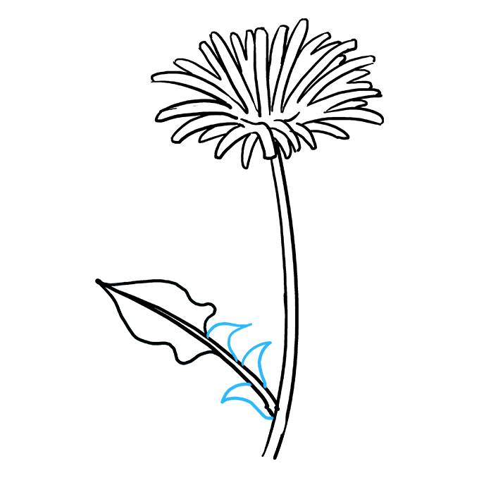 680x678 How To Draw A Dandelion - Dandelion Drawing