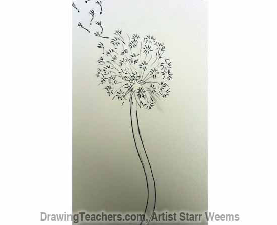 550x446 How To Draw A Dandelion - Dandelion Drawing