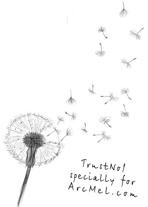 500x700 How To Draw A Dandelion Step - Dandelion Drawing
