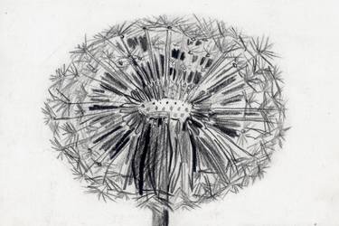 375x250 Dandelion Drawing - Dandelion Drawing