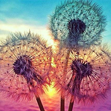 425x425 Diamond Painting, Xinhuaya Dandelion Diy Drawing - Dandelion Drawing