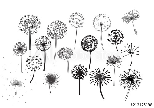 500x350 Dandelion Fluffy Seeds Flowers Decorative Elements For Design - Dandelion Flower Drawing