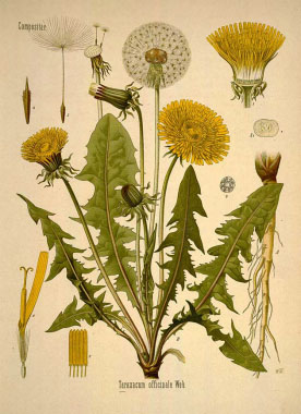 276x380 Dandelion Pictures, Flowers, Leaves And Identification - Dandelion Flower Drawing