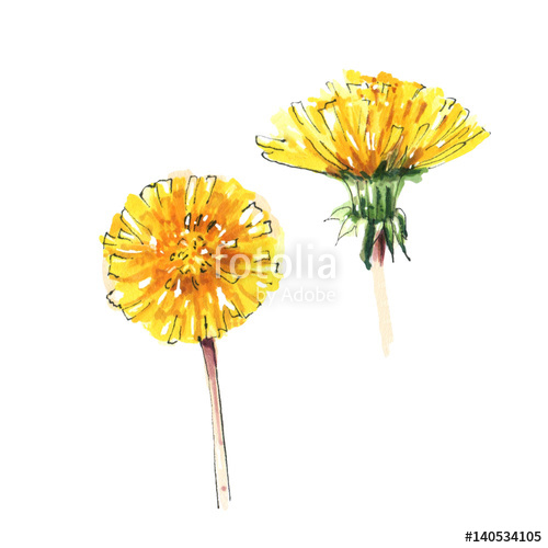 500x500 Dandelion Flower, Spring Yellow Flowers, Watercolor Illustration - Dandelion Flower Drawing