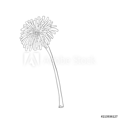 500x500 Dandelion Flower Vector Drawing Set Isolated Wild Plant - Dandelion Flower Drawing