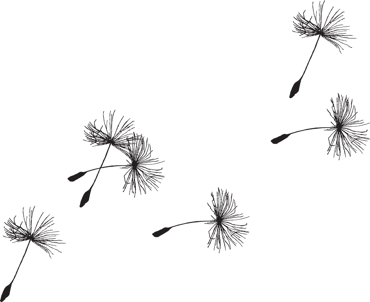 1280x1047 Drawing Dandelion Flower Transparent Png Clipart Free Download - Dandelion Flower Drawing