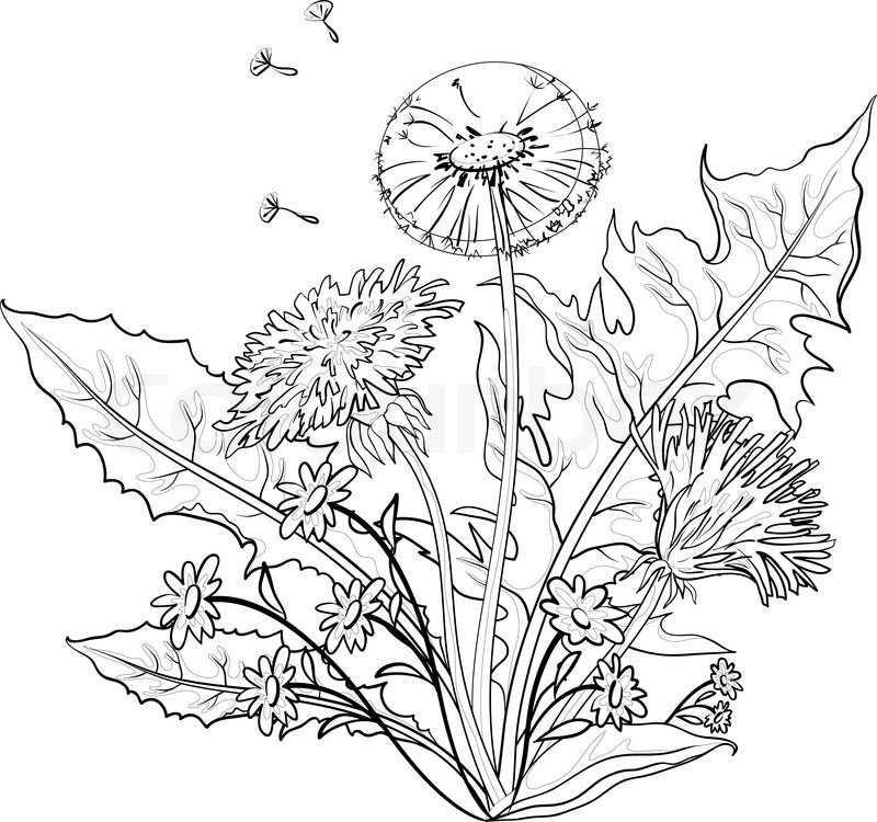 800x750 Flowers Dandelions With Leaves, Stock Vector Colourbox - Dandelion Flower Drawing