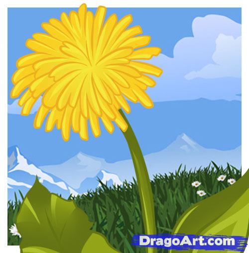 500x507 How To Draw A Dandelion, Step - Dandelion Flower Drawing