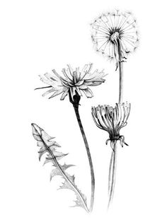 236x314 How To Draw Dandelion Art Painting - Dandelion Flower Drawing