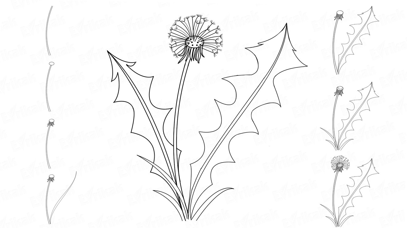 1300x731 How To Learn To Draw A Dandelion Flower In Stages - Dandelion Flower Drawing