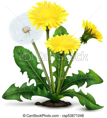 425x470 Realistic Dandelion Illustration Realistic Meadow Dandelion - Dandelion Flower Drawing