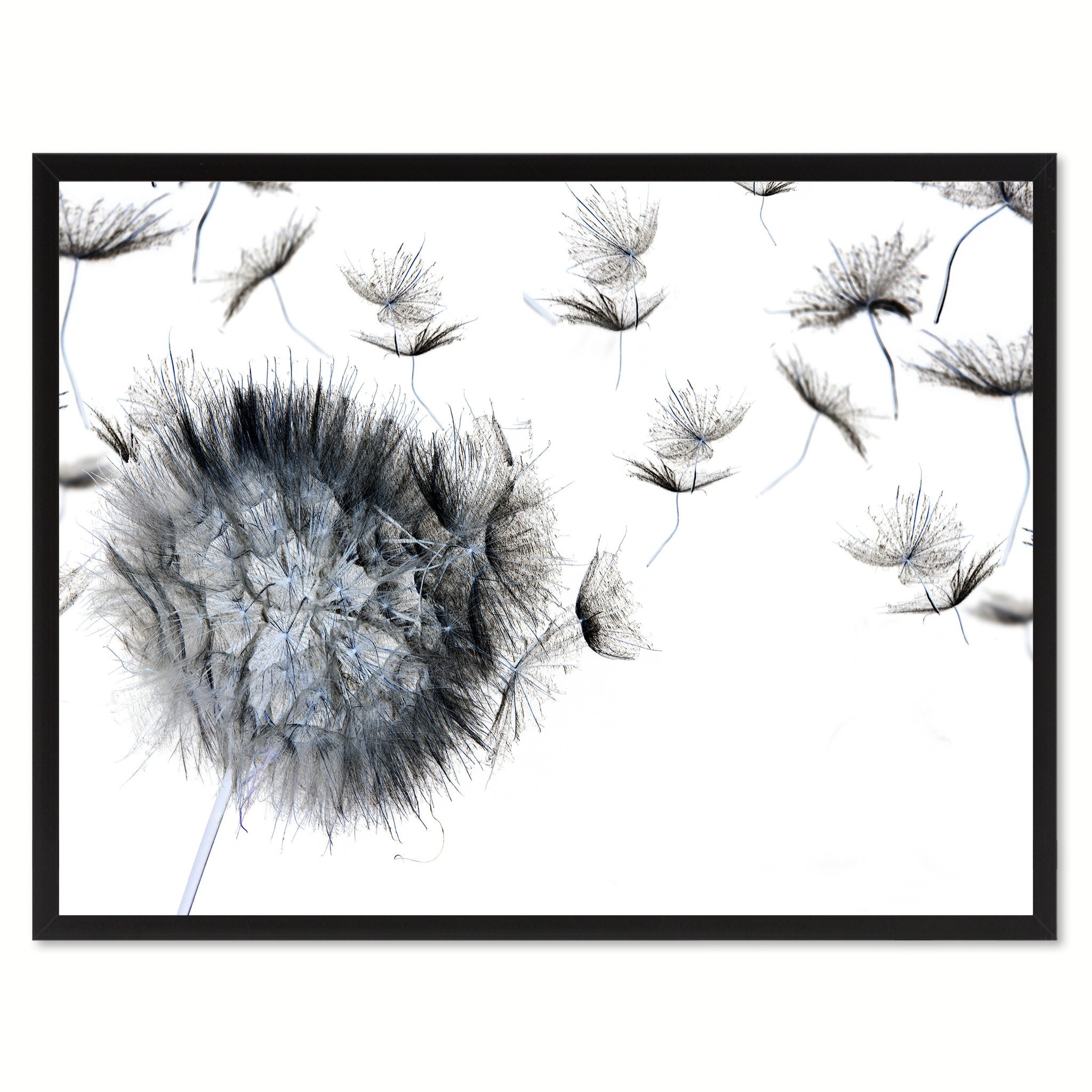 2048x2048 Black Dandelion Flower Wall Art Home Frame Spotcolorart - Dandelion Flower Drawing