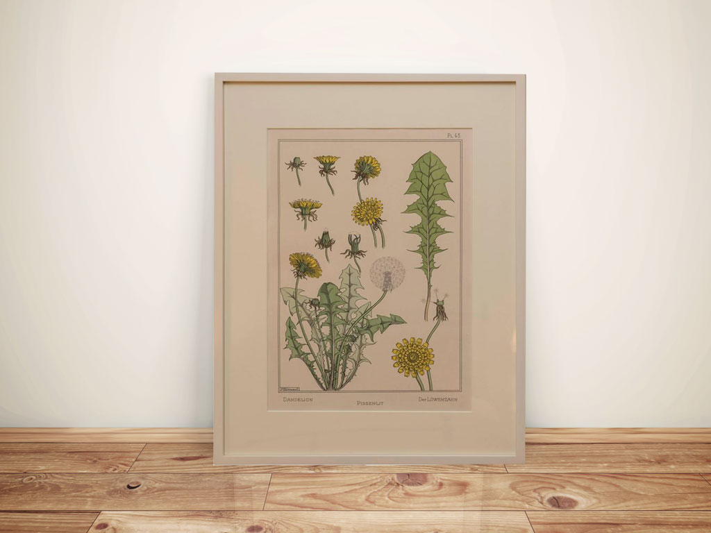 1024x768 Dandelion Flower Drawing - Dandelion Flower Drawing
