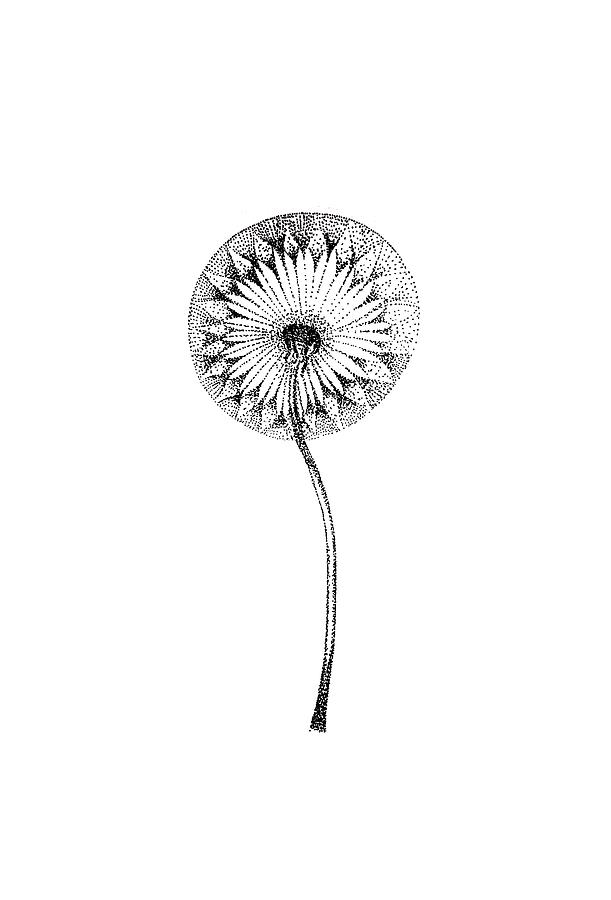 611x900 Dandelion Flower Stippled Poster Drawing - Dandelion Flower Drawing