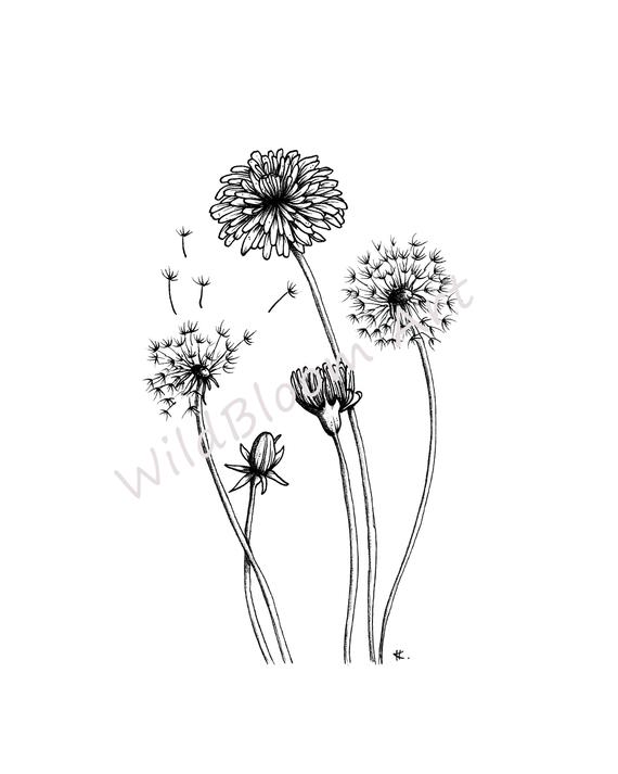 570x713 Dandelion Botanical Line Drawing Flower Print Illustration Etsy - Dandelion Line Drawing