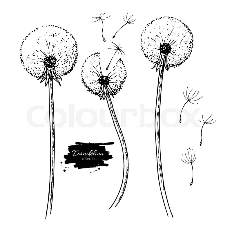 800x799 Dandelion Flower Vector Drawing Set Stock Vector Colourbox - Dandelion Line Drawing