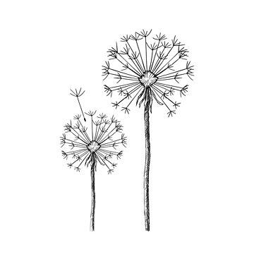 360x360 Dandelions - Dandelion Line Drawing
