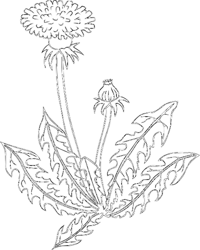410x512 Drawing Dandelion Cool Transparent Png Clipart Free Download - Dandelion Line Drawing