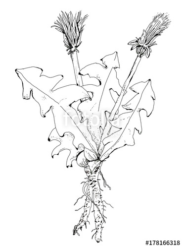 370x500 edible weeds wild vegetables pasture mix dandelion leaves - Dandelion Line Drawing