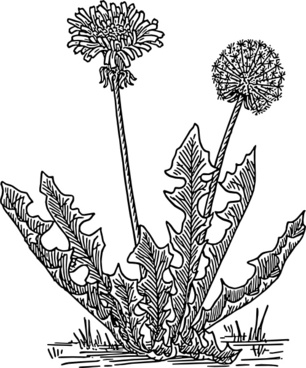 306x368 Free Dandelion Drawing Free Vector Download - Dandelion Line Drawing