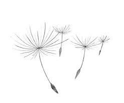 247x204 Simple Line Drawing Of Dandelion - Dandelion Line Drawing