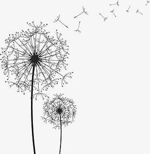 310x317 Black And White Line Drawing Vector Dandelion Free - Dandelion Line Drawing