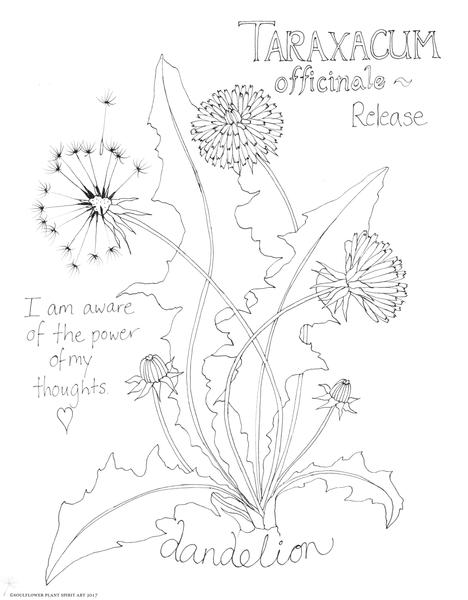 468x600 Dandelion - Dandelion Line Drawing