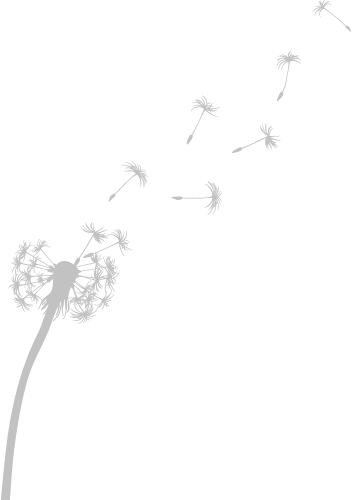 353x500 Dandelion Line Drawing Transparent Png Clipart Free Download - Dandelion Line Drawing