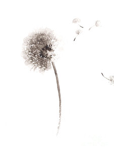 226x300 Dandelion Paintings Fine Art America - Dandelion Puff Drawing