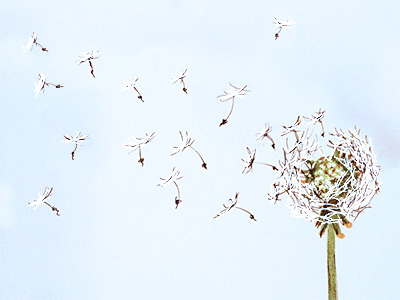 400x300 Dandelion Puff - Dandelion Puff Drawing