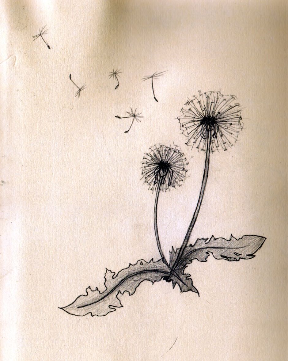 Dandelion Puff Drawing at PaintingValley.com | Explore collection of ...