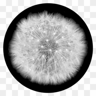 320x320 Dandelion Clipart Dandelion Seed - Dandelion Puff Drawing