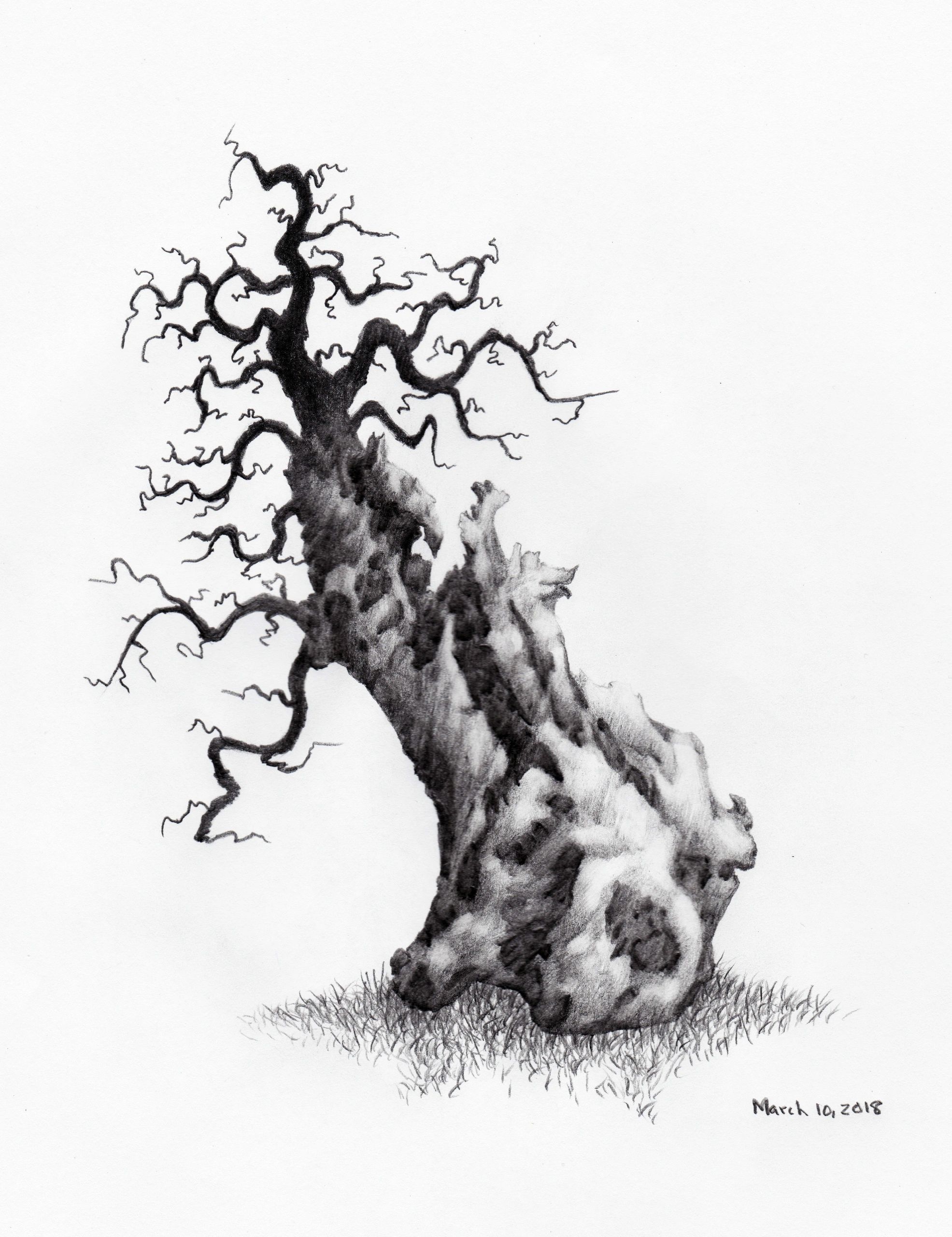 1971x2560 In The Dark Tree - Dark Tree Drawing