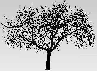 330x243  - Dark Tree Drawing