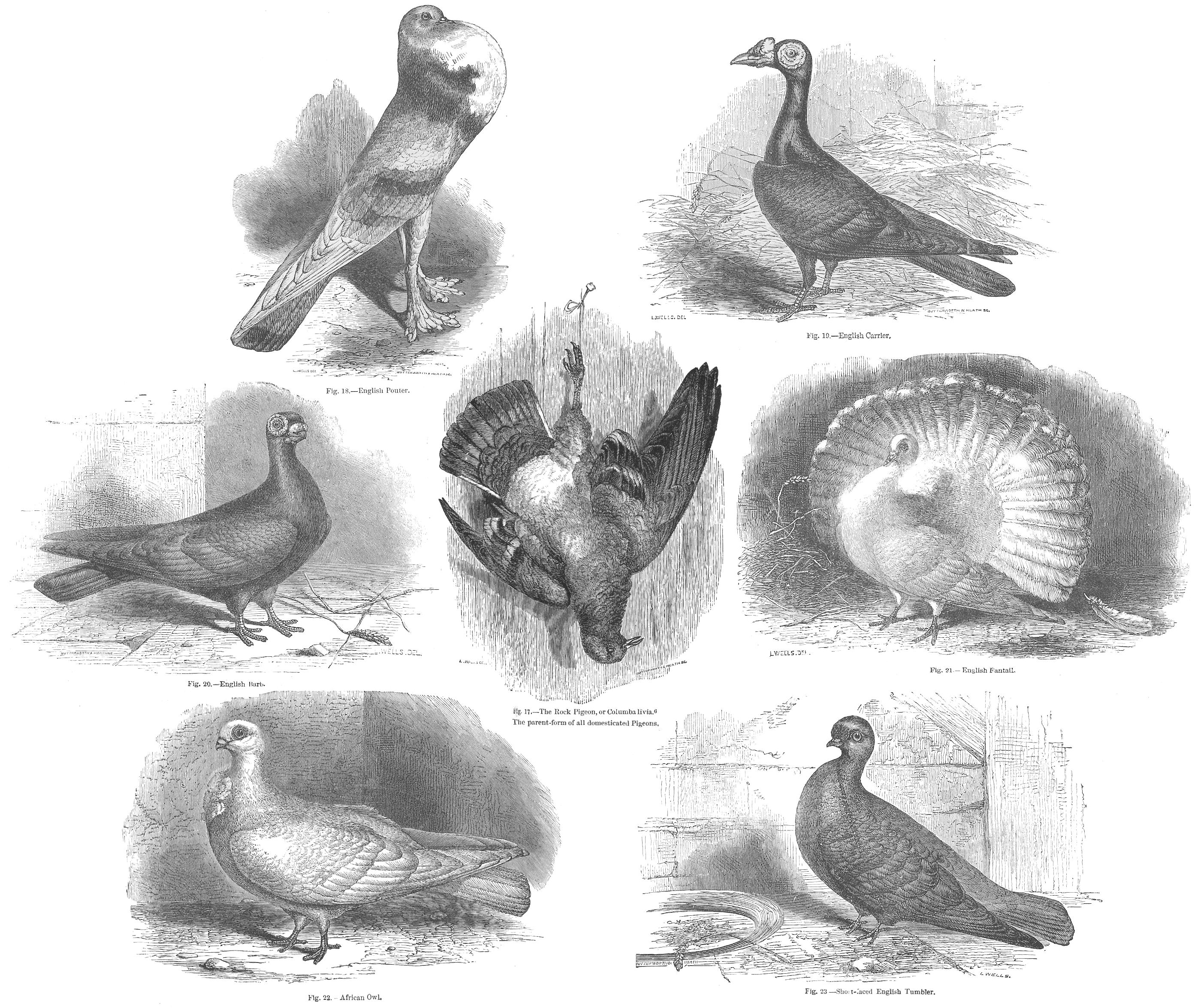 2800x2350 darwin's pigeons - Darwin Drawings