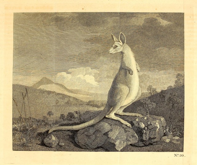 640x536 darwin's complete galapagos library posted online ars technica - Darwin Drawings