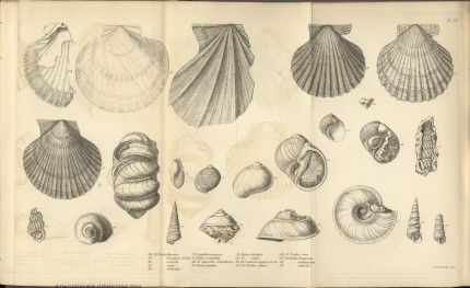 430x263 darwin online illustrations in geology of the voyage - Darwin Drawings