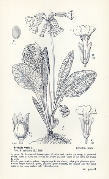 367x600 pollination function of flower forms darwin's flowers - Darwin Drawings