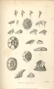 175x288 darwin drawings - Darwin Drawings