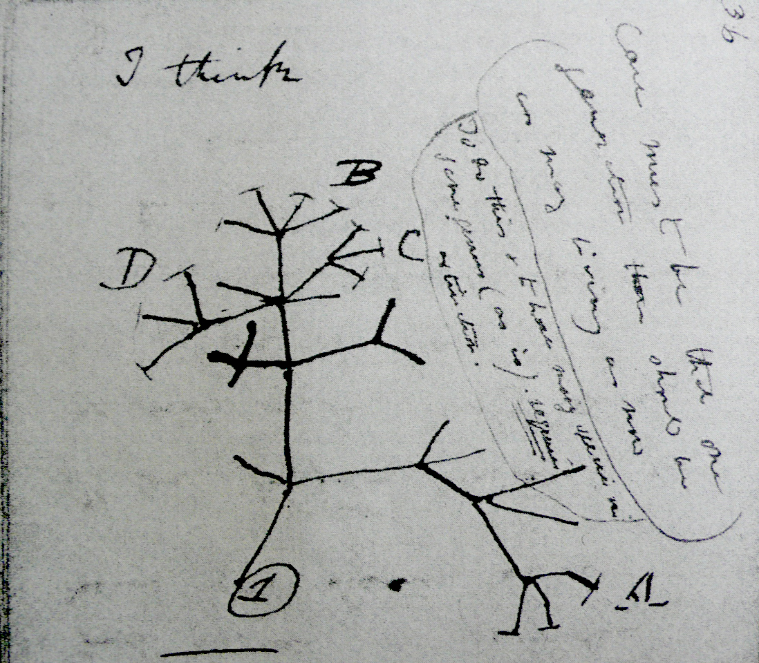 1098x960 Drawings Immemorialreaching Back Beyond Memory - Darwin Drawings