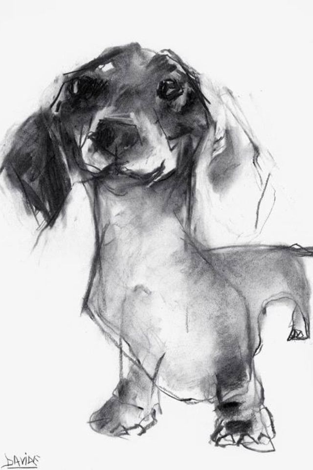 Daschund Drawing