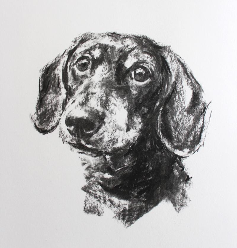 800x837 dachshund portrait - Daschund Drawing