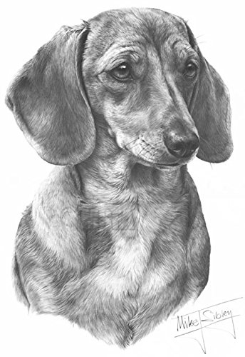 344x500 gdf galleries smooth haired dachshund drawing giclee print - Daschund Drawing