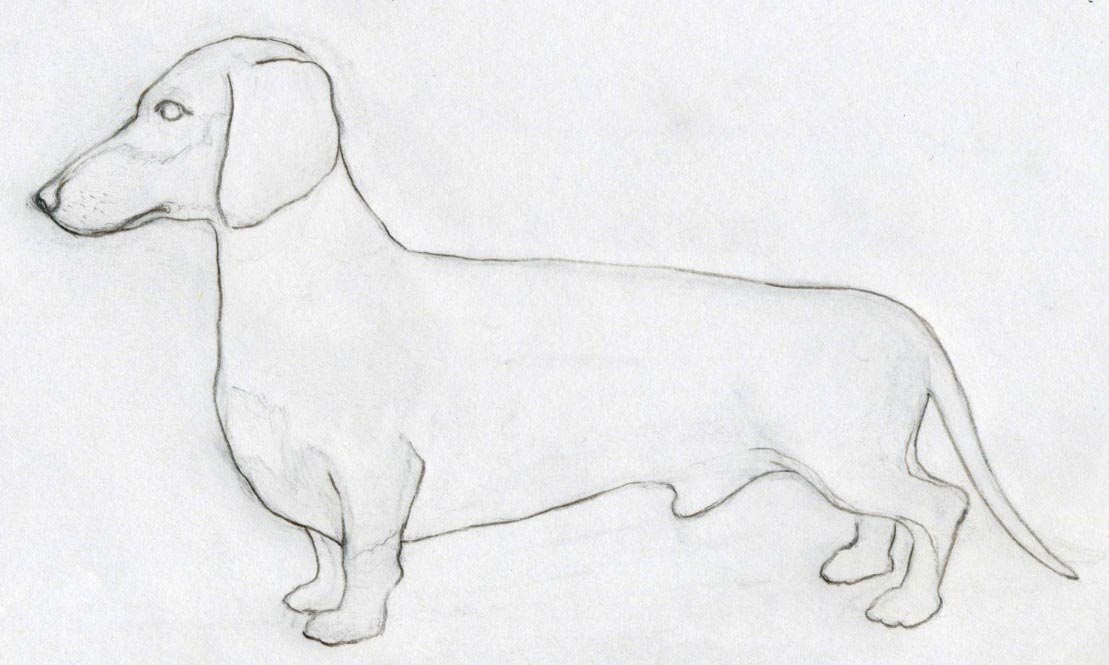 1109x665 how to draw dog - Daschund Drawing
