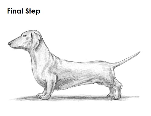 500x386 how to draw a dog - Daschund Drawing