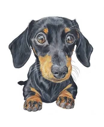 Daschund Drawing at PaintingValley.com | Explore collection of Daschund ...