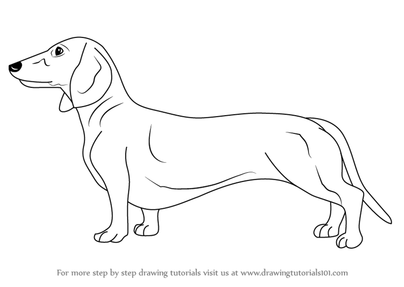 800x568 learn how to draw a dachshund - Daschund Drawing