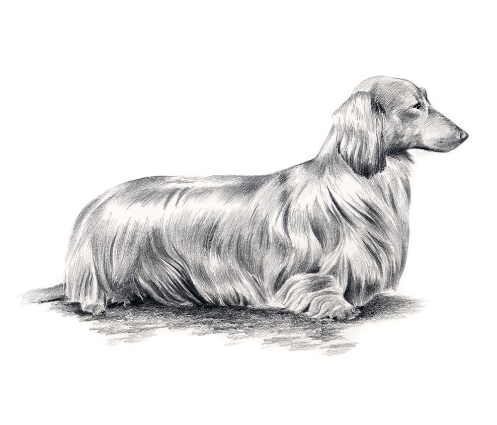 1000x856 long haired dachshund dog pencil drawing art print - Daschund Drawing